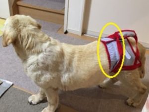 全犬種後ろ足用ハーネス オーダーの犬用介護ハーネス工房 くろーどワン